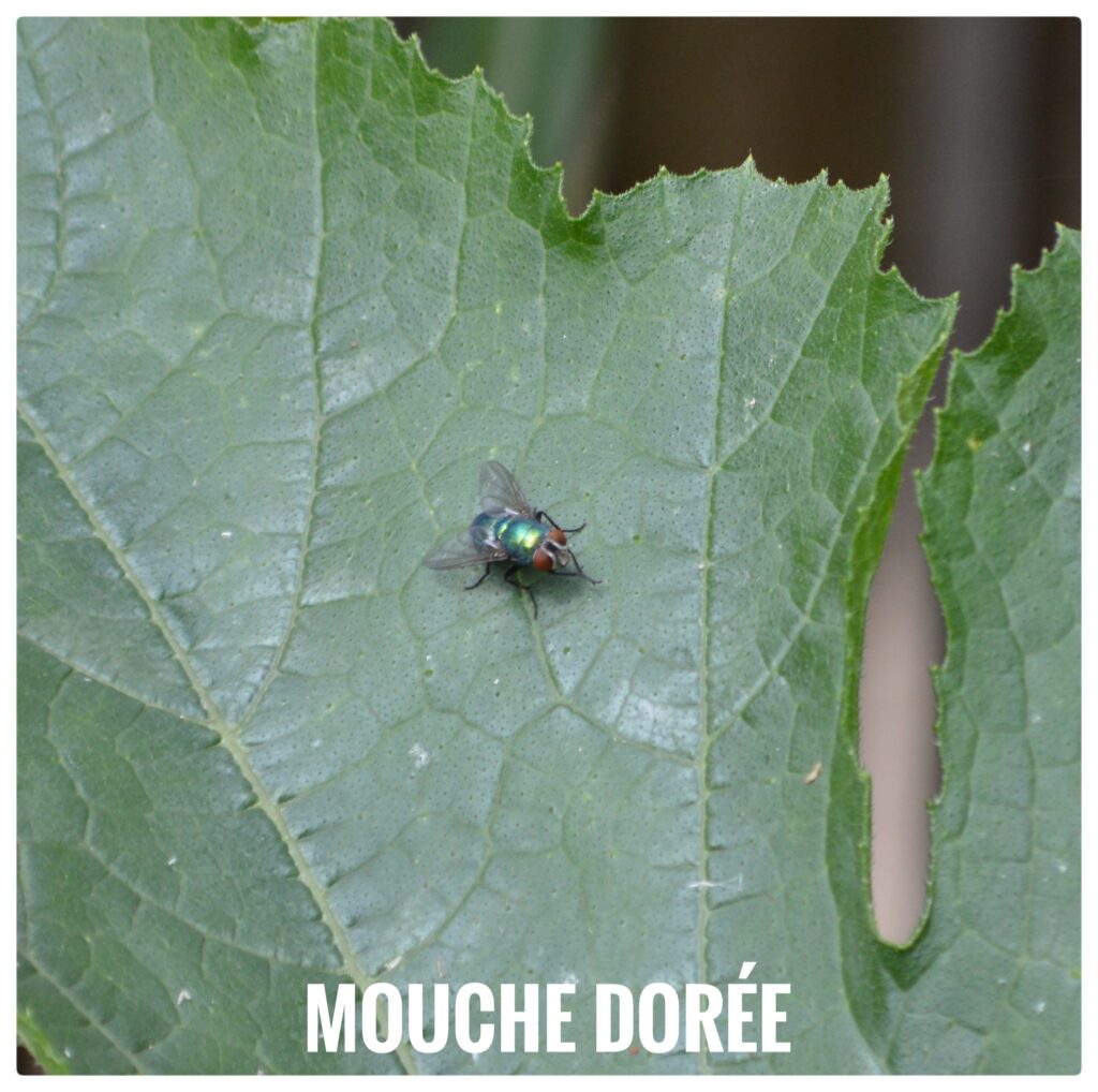 Mouche dorée