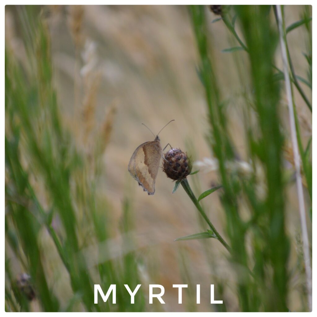 Myrtil