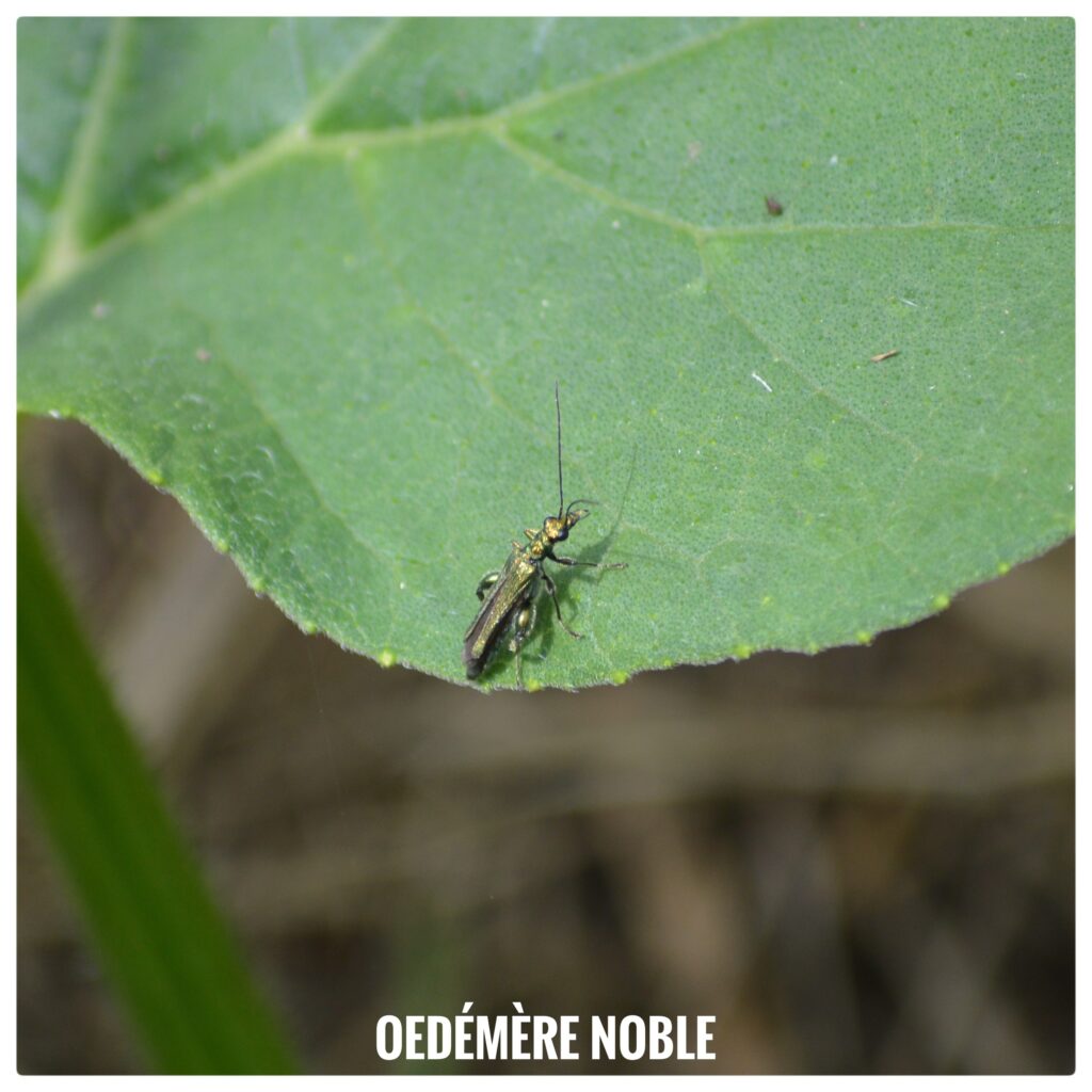 Oedemere noble