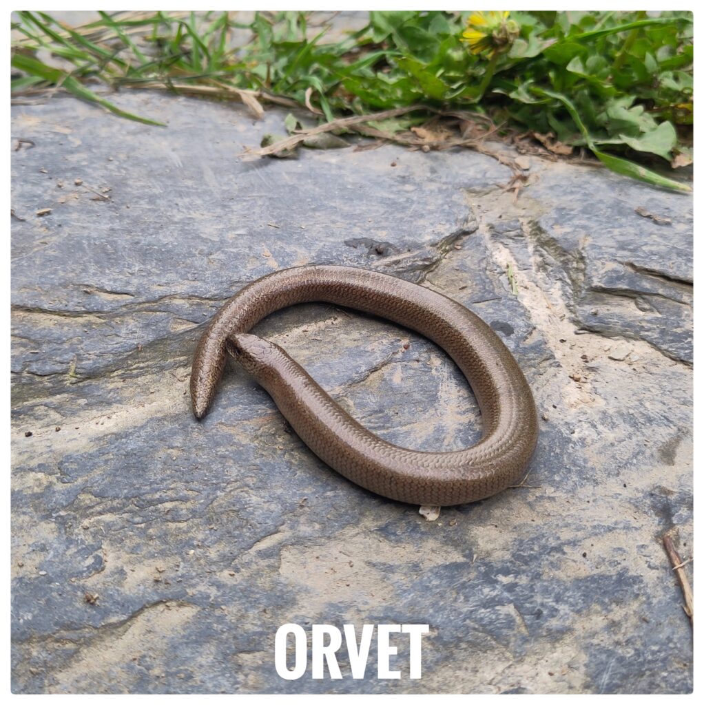 Orvet