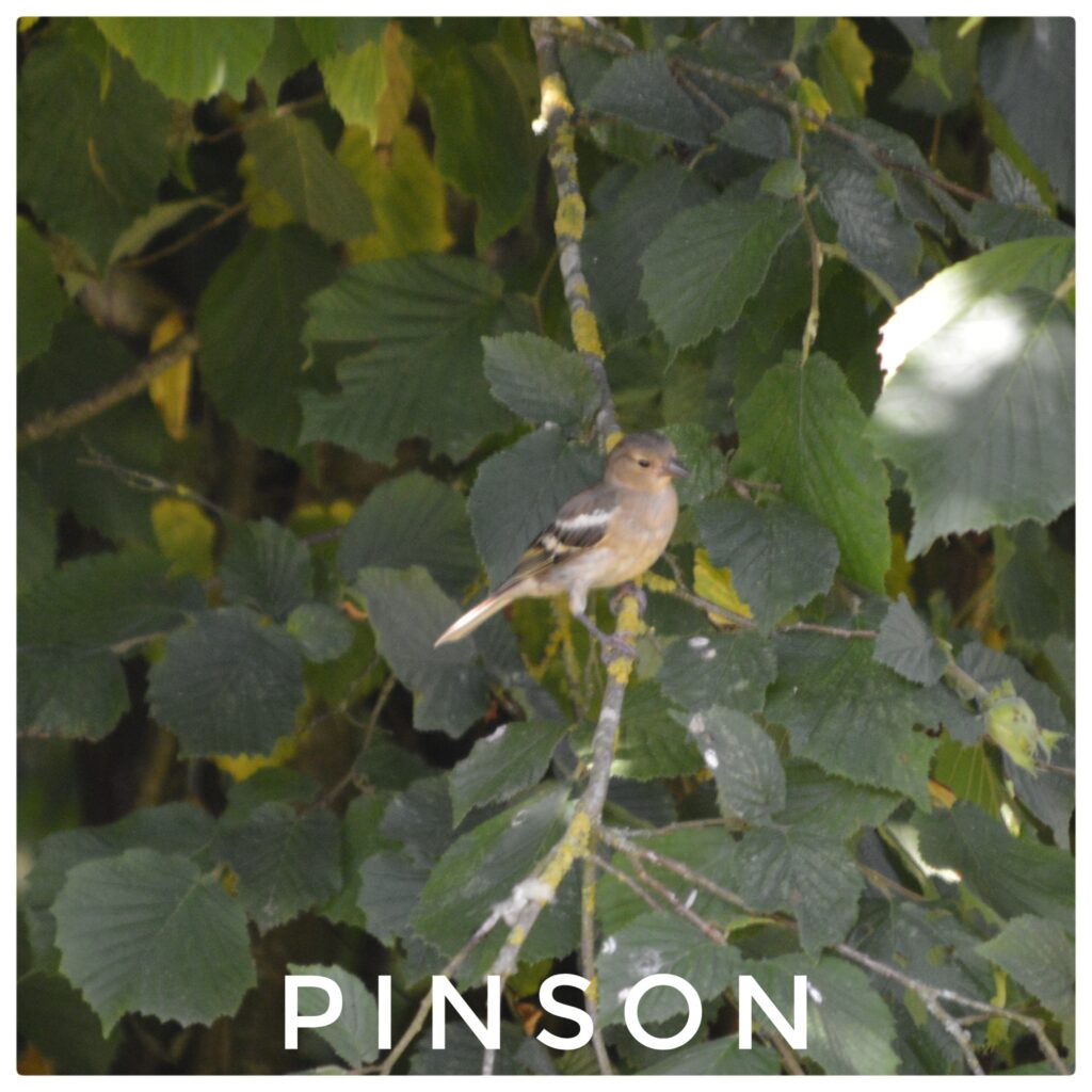 Pinson
