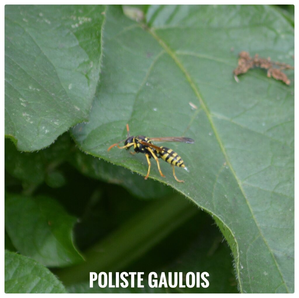 Poliste gaulois