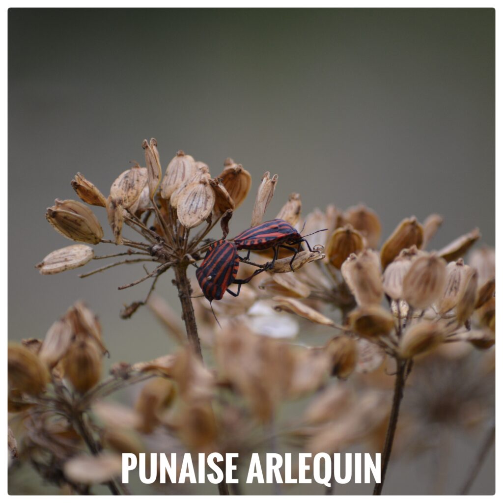 Punaise arlequin