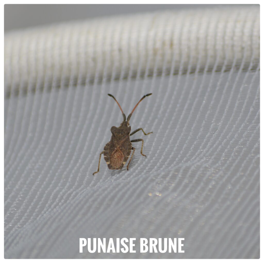 Punaise brune