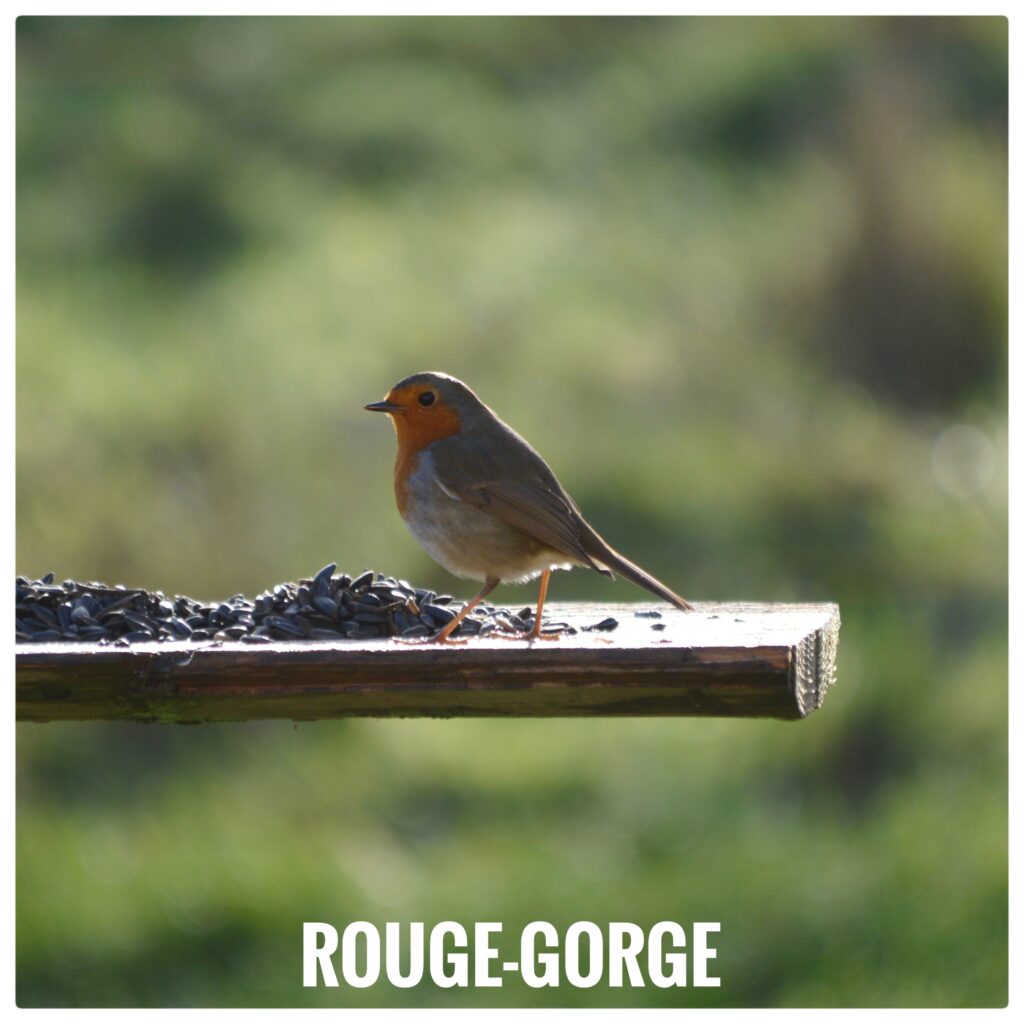 Rouge gorge