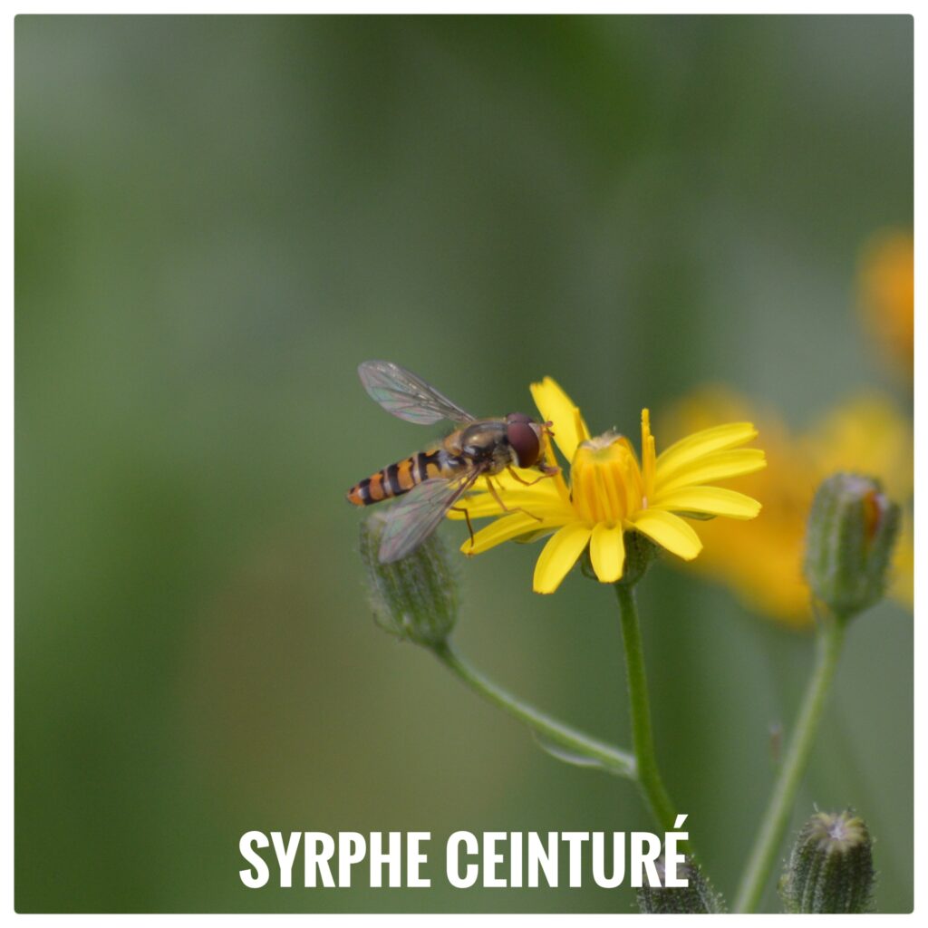 Syrphe Ceinturé
