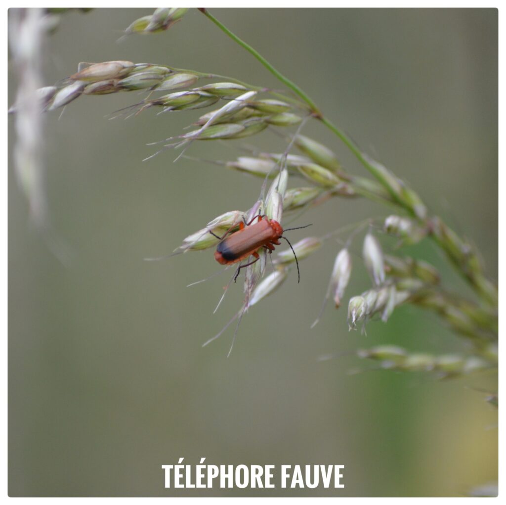 Téléphone fauve