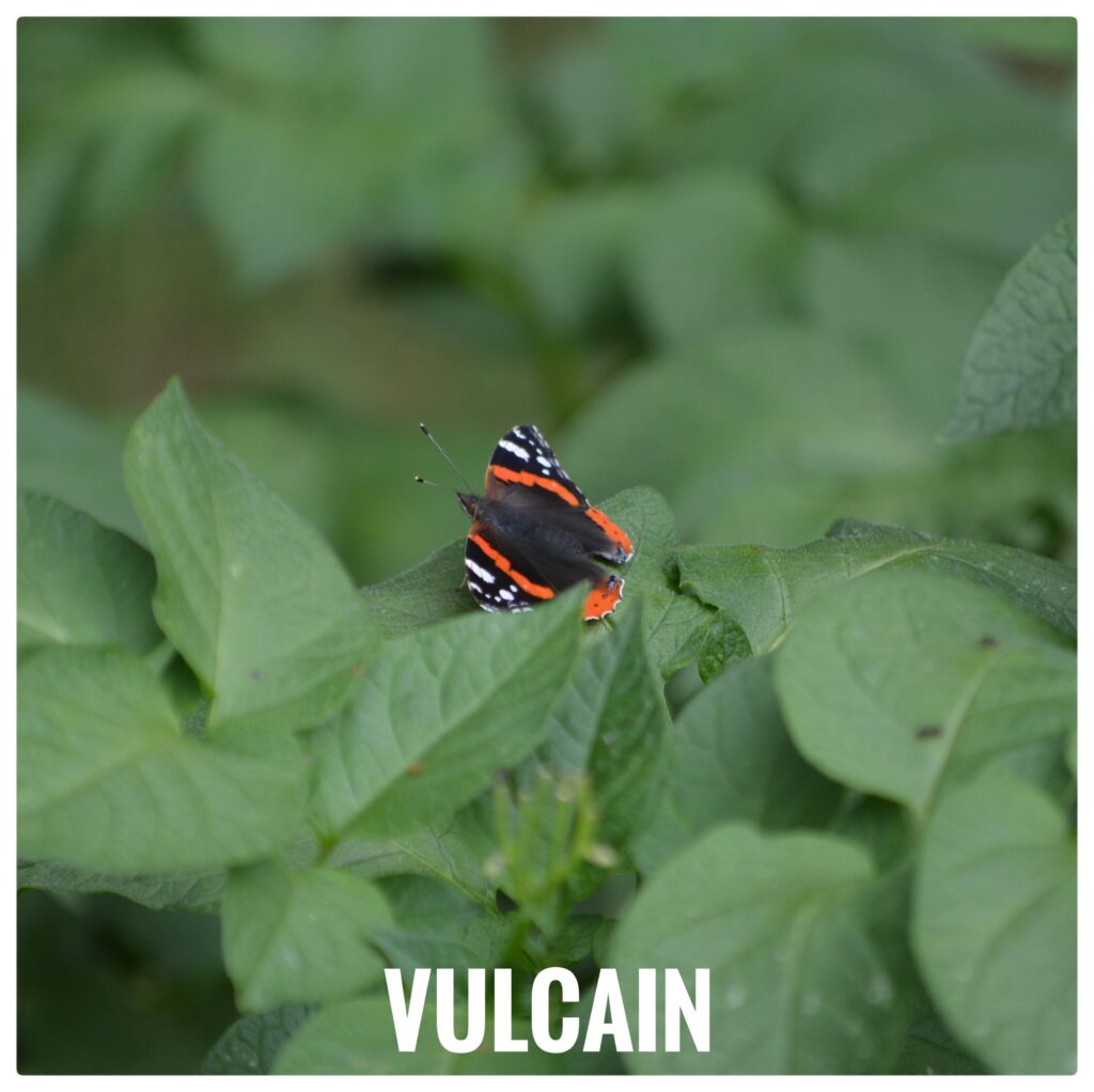 Vulcain