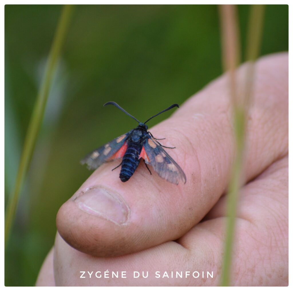 Zygene du sainfoin